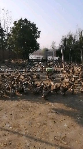 荆门 已经开产二成的青年鸭
