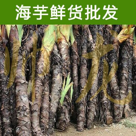 化州市滴水观音盆栽 滴水观音海芋