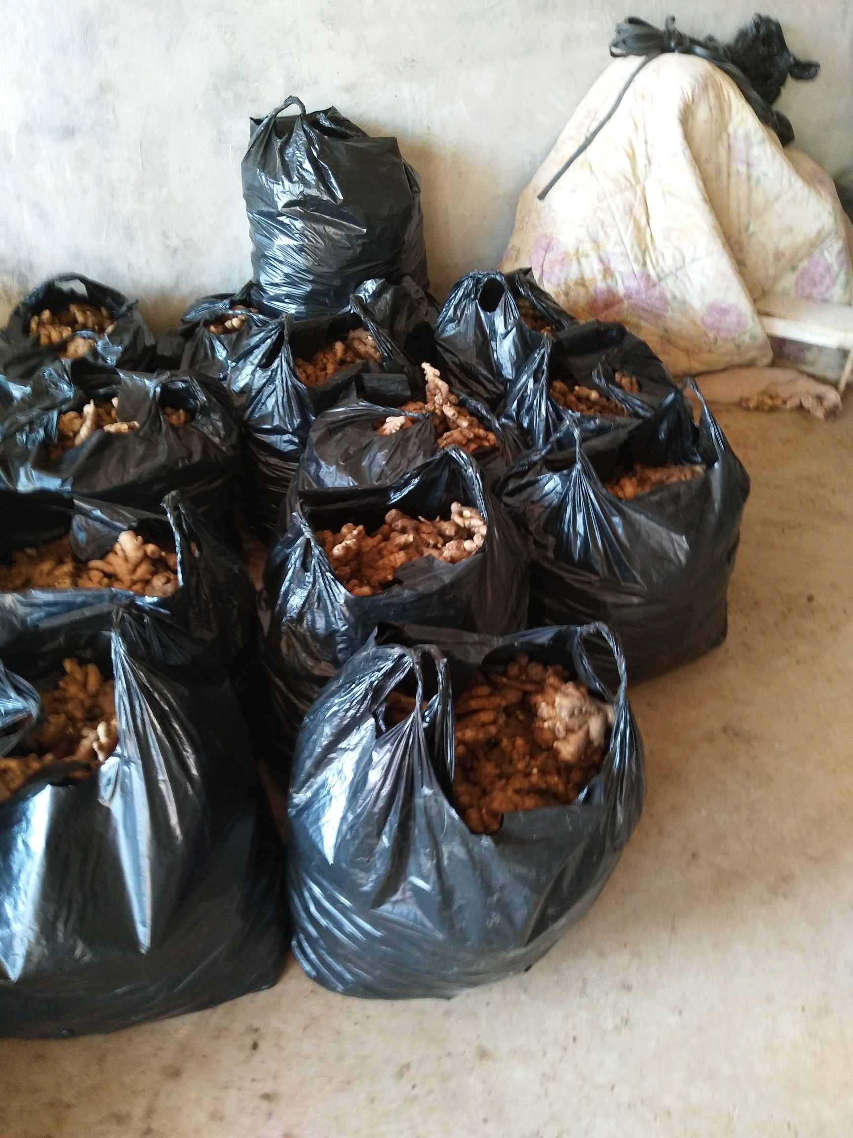  山东生姜，主营生姜，窖子姜，姜母，姜吧，