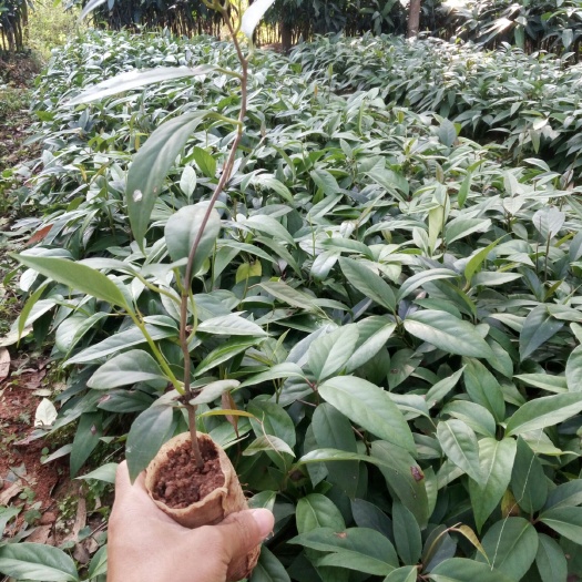 灵山县粉红黑老虎苗 苗子美如天仙，价格优惠，一款值得发展种植的美容