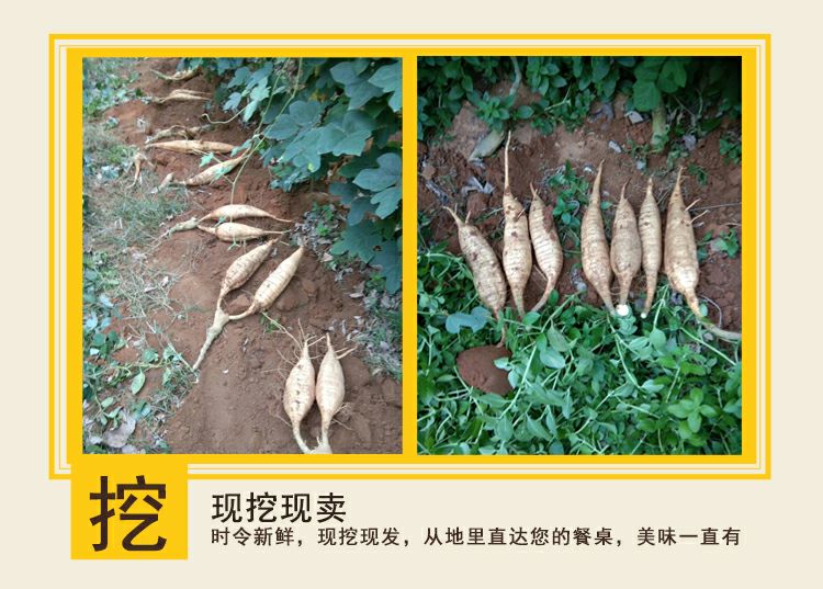 粉葛新鲜葛根包邮桂林无渣粉葛现挖现卖煲汤佳品粉糯香甜广西葛根