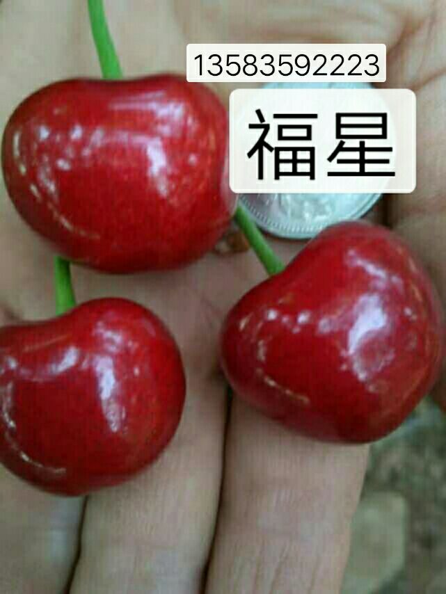 布鲁克斯樱桃树苗