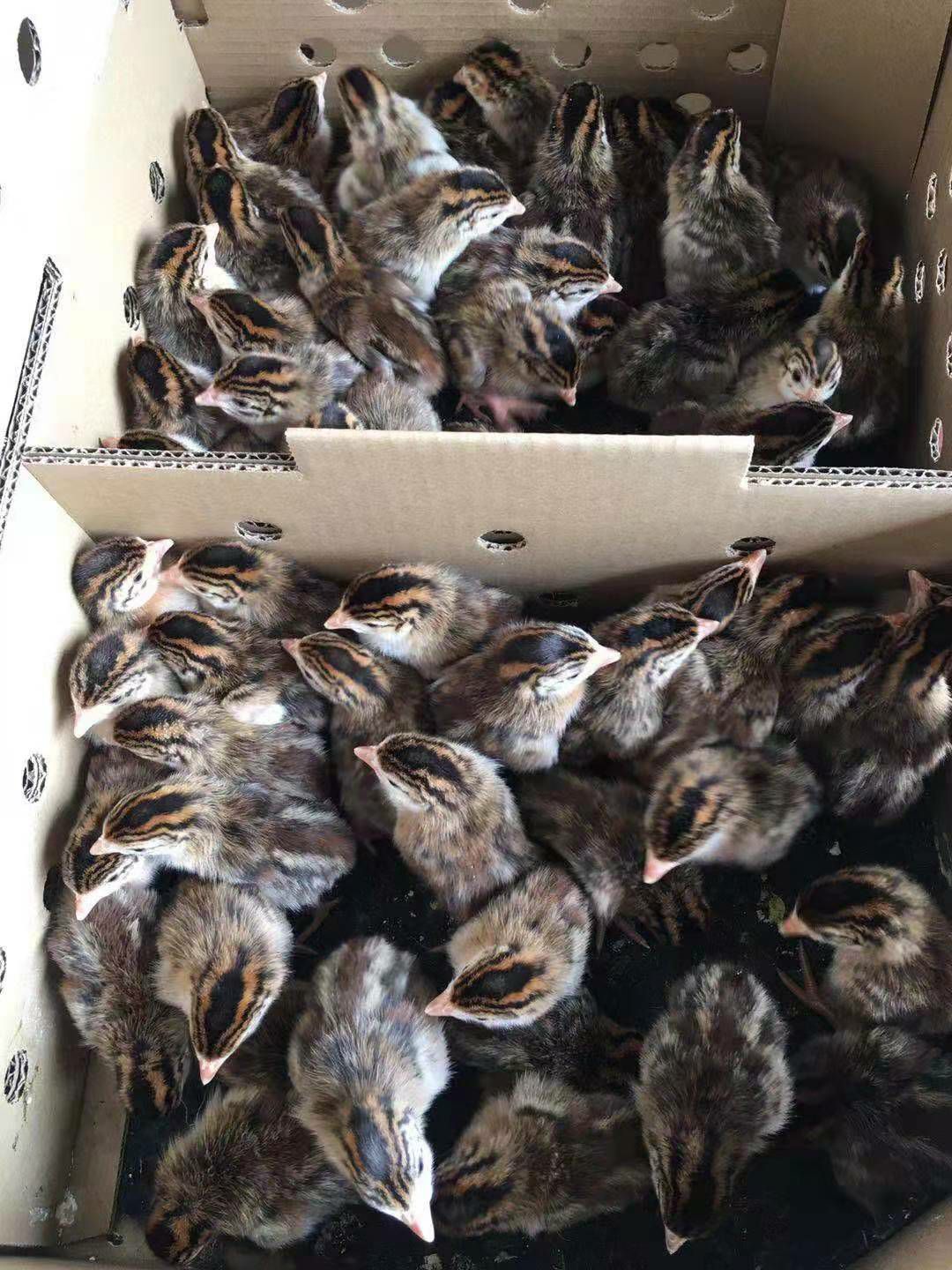  珍珠鸡苗