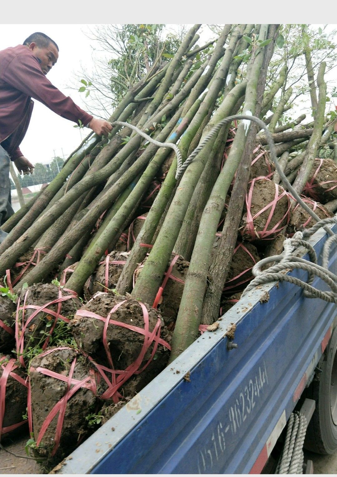 小叶樟   香樟树苗大小叶香樟庭院四季常青驱蚊南北方种植大型