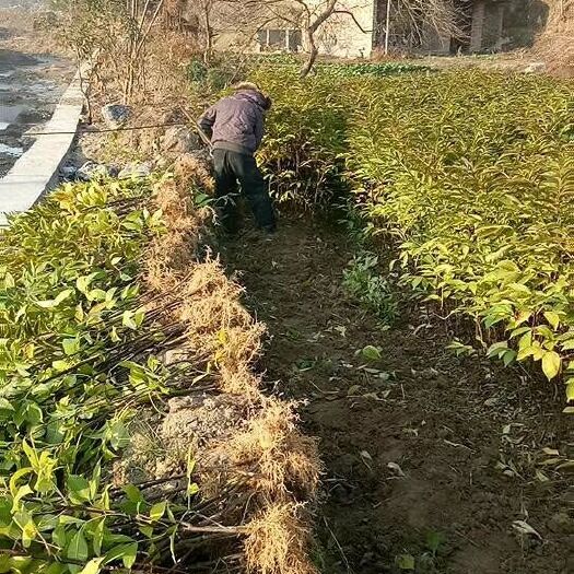 樟树市吴茱萸苗 江西中花吴茱萸仟插苗