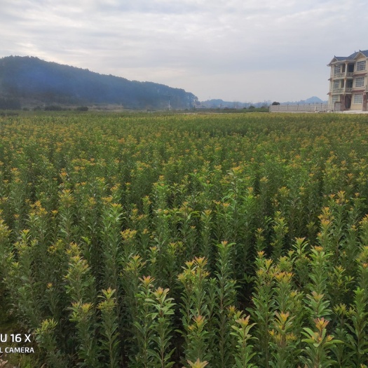 靖州县荸荠杨梅种苗  各种规格杨梅树，杨梅苗。