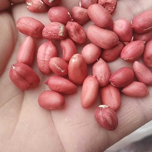  云南红花生米