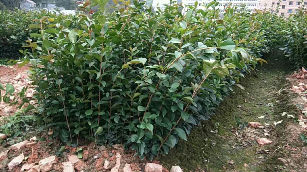 白茶树苗 高山茶油油苗