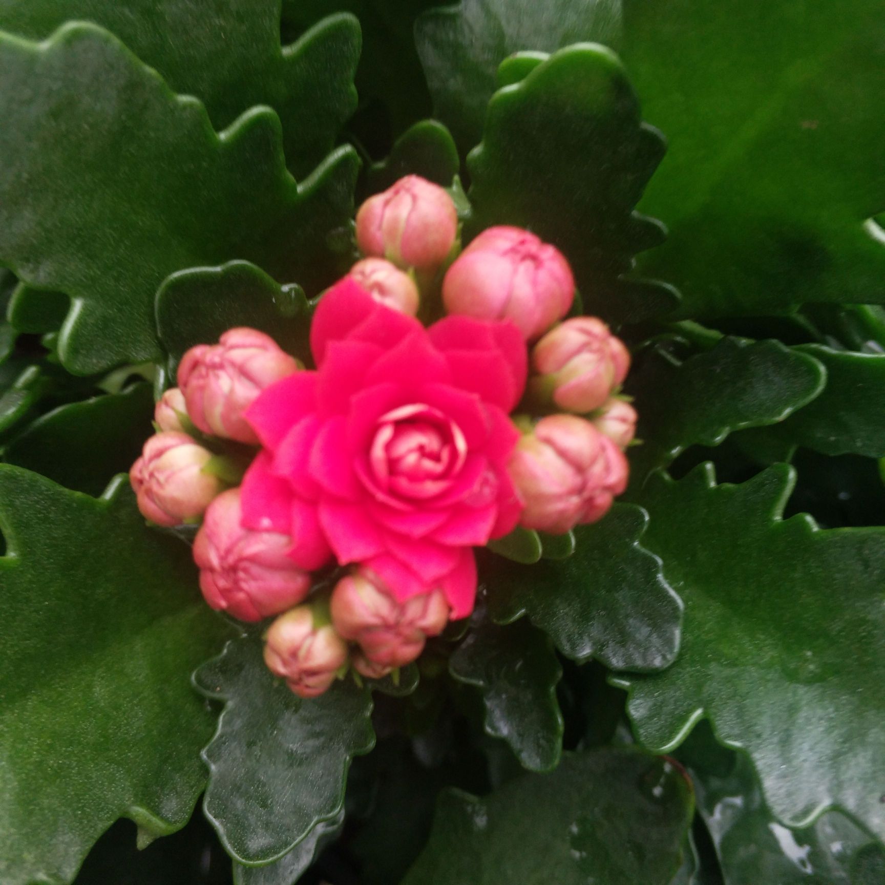 长寿花盆栽 长寿花130盆栽花卉，四季开花盆栽长寿花