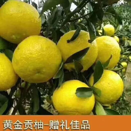 富硒柑橘  湖南懷化鮮果農(nóng)家自產(chǎn)柑橘子丑橘丑八怪黃金貢柚10斤桔柚
