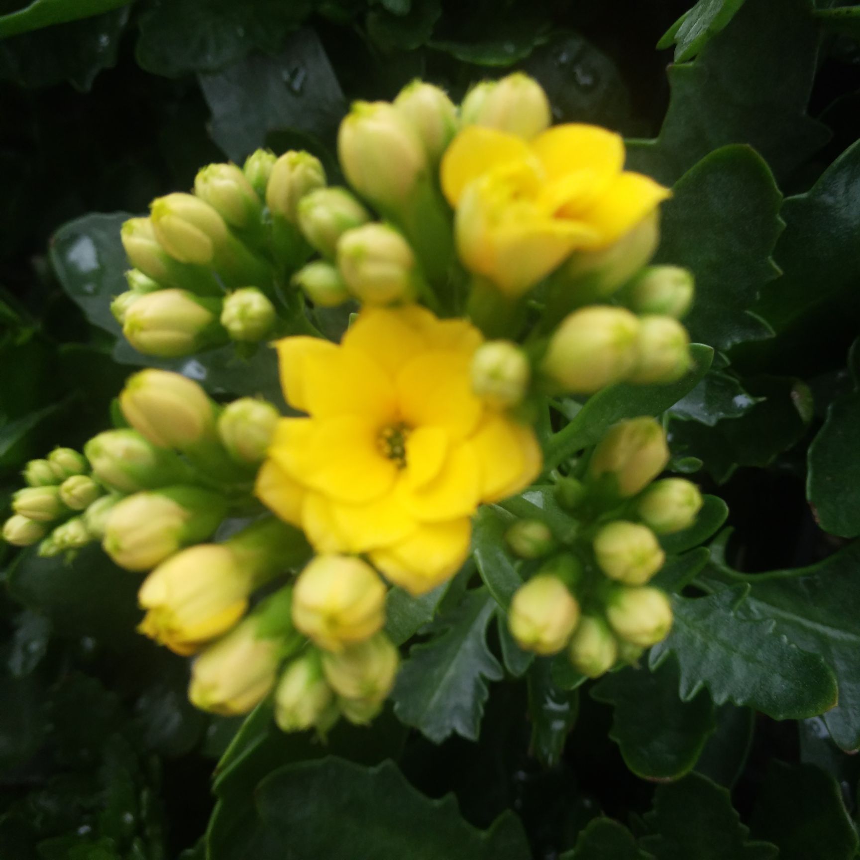 长寿花盆栽 长寿花130盆栽花卉，四季开花盆栽长寿花