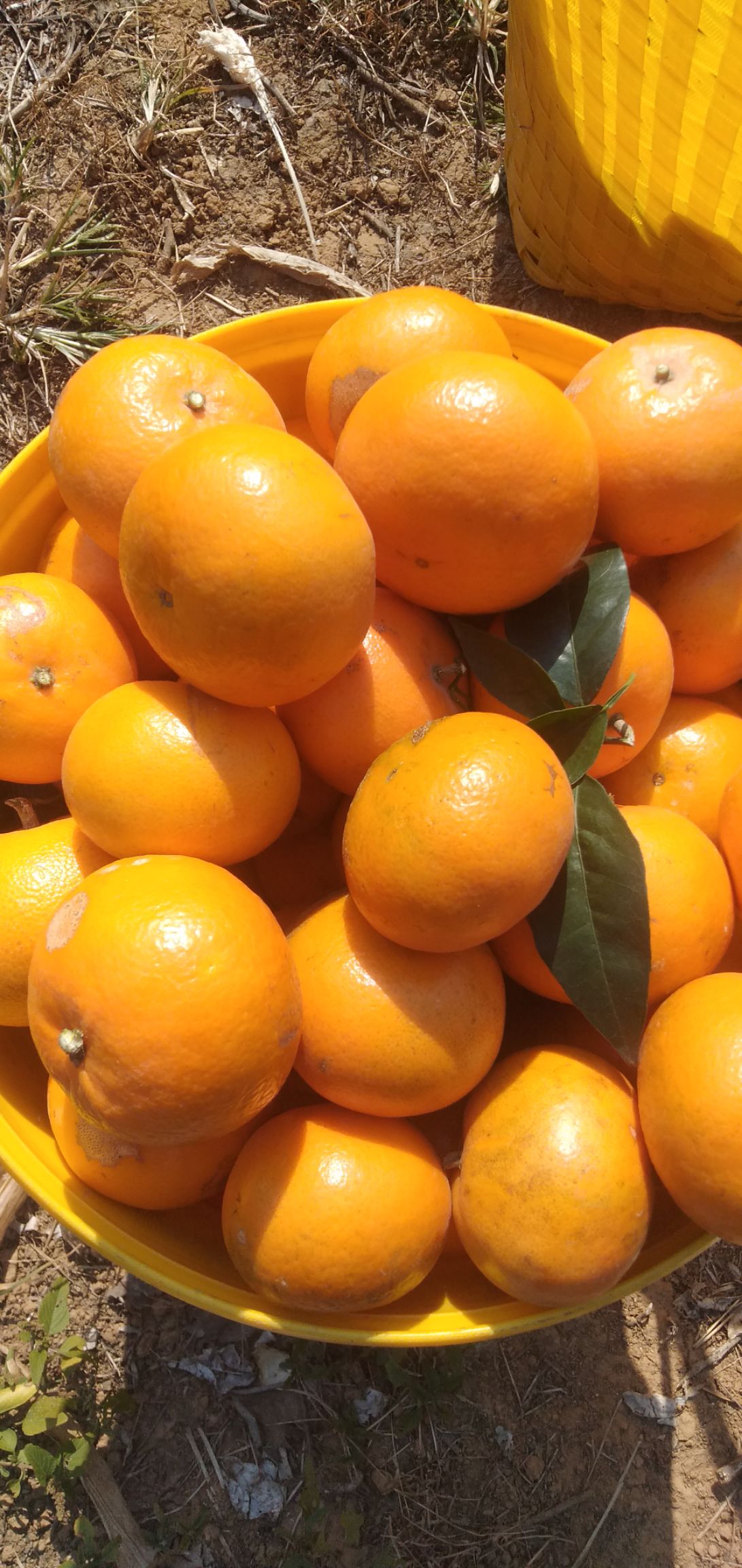 广西武鸣沃柑橘子沃柑一件代发产地直发