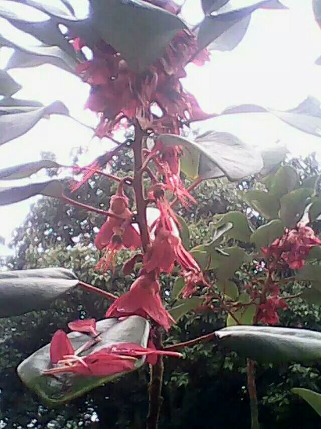  红花荷批发,红花荷又叫红包木