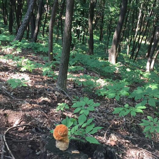 清原县林下参 父辈种植林下山参纯自然生长剂.15-20年