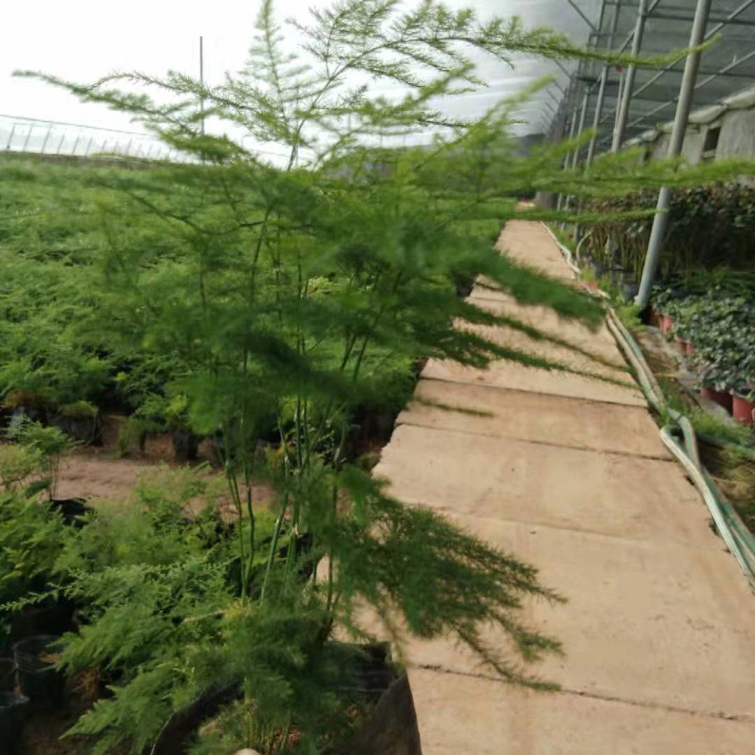  文竹营养杯苗小盆栽花卉，袋苗文竹小杯绿植四季植物