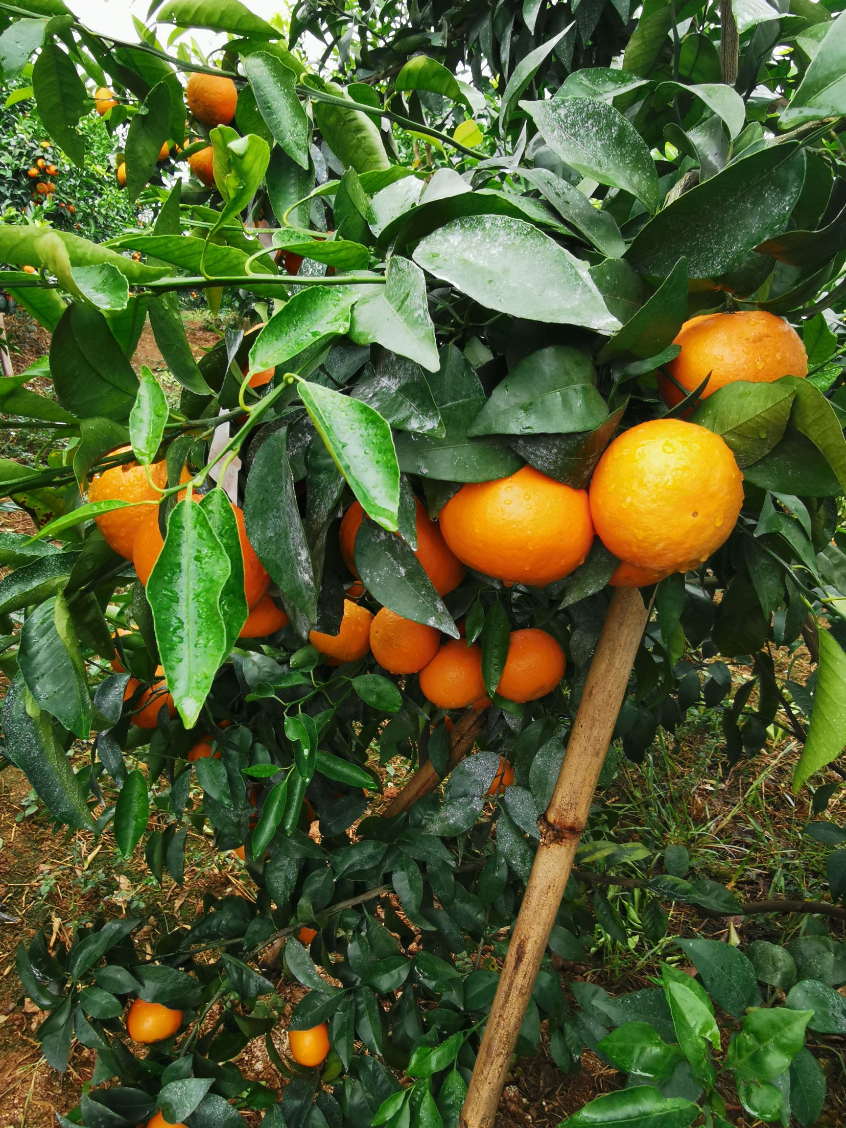  沃柑即将上市欢迎各地客商消费者前来下单