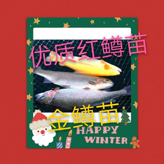 佛山 优质金鳟，红鳟鱼苗，假三文鱼