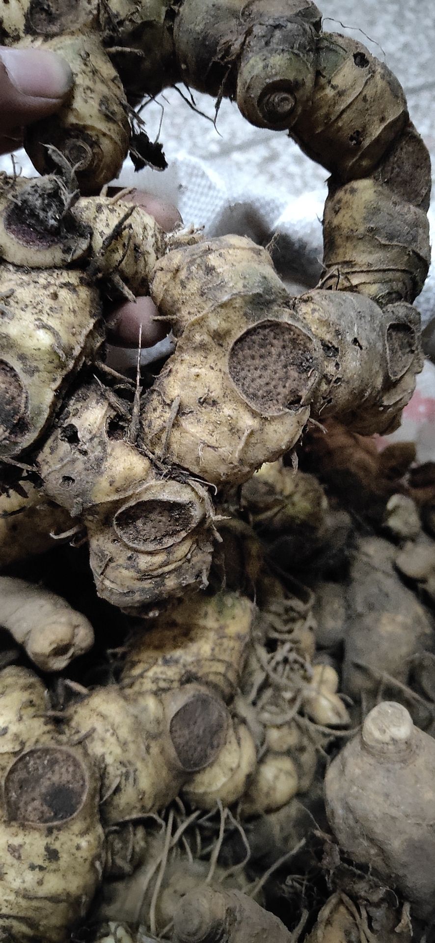 大量姜形多花黃精(倒苗)品種出售，歡迎新老客戶咨詢及實(shí)地考