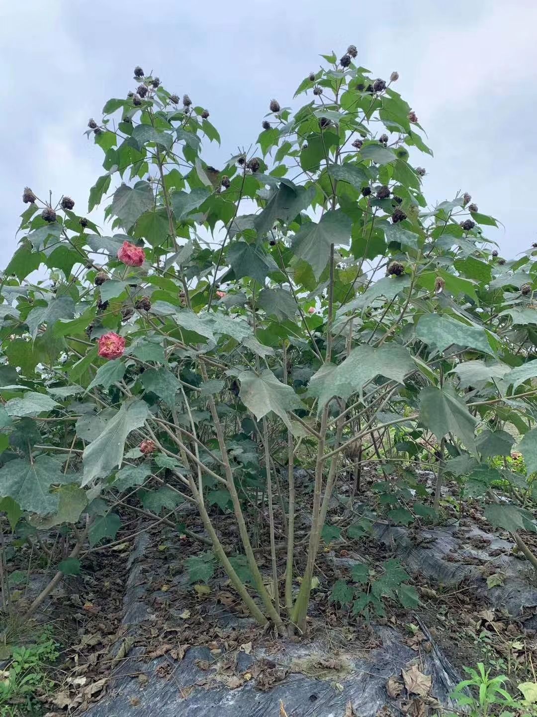  芙蓉花，木芙蓉，芙蓉基地，四川芙蓉花价格，成都木芙蓉批发，