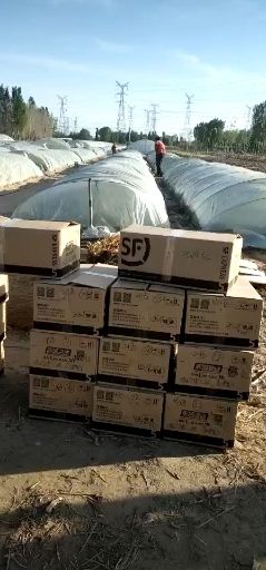 河北廊坊新鲜红薯苗基地直供适合种植的优质种苗