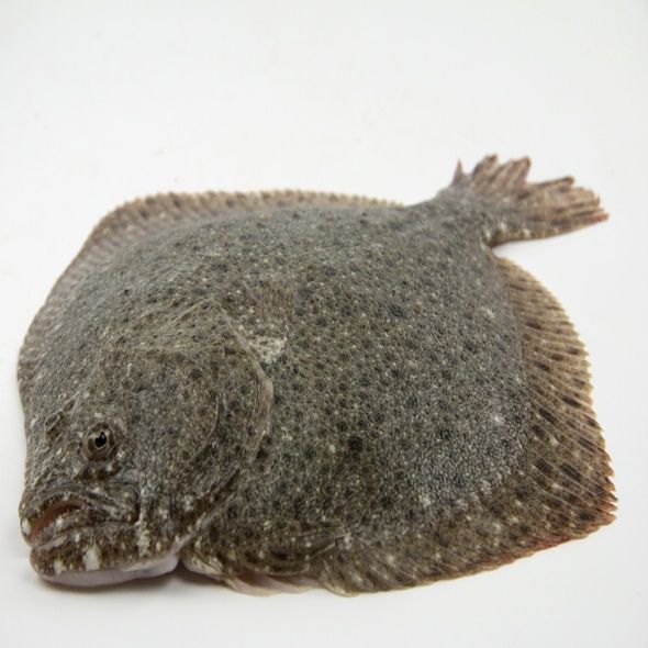  多宝鱼比目鱼新鲜冰冻海水鱼欧洲比目鱼连云港海鲜5---7两