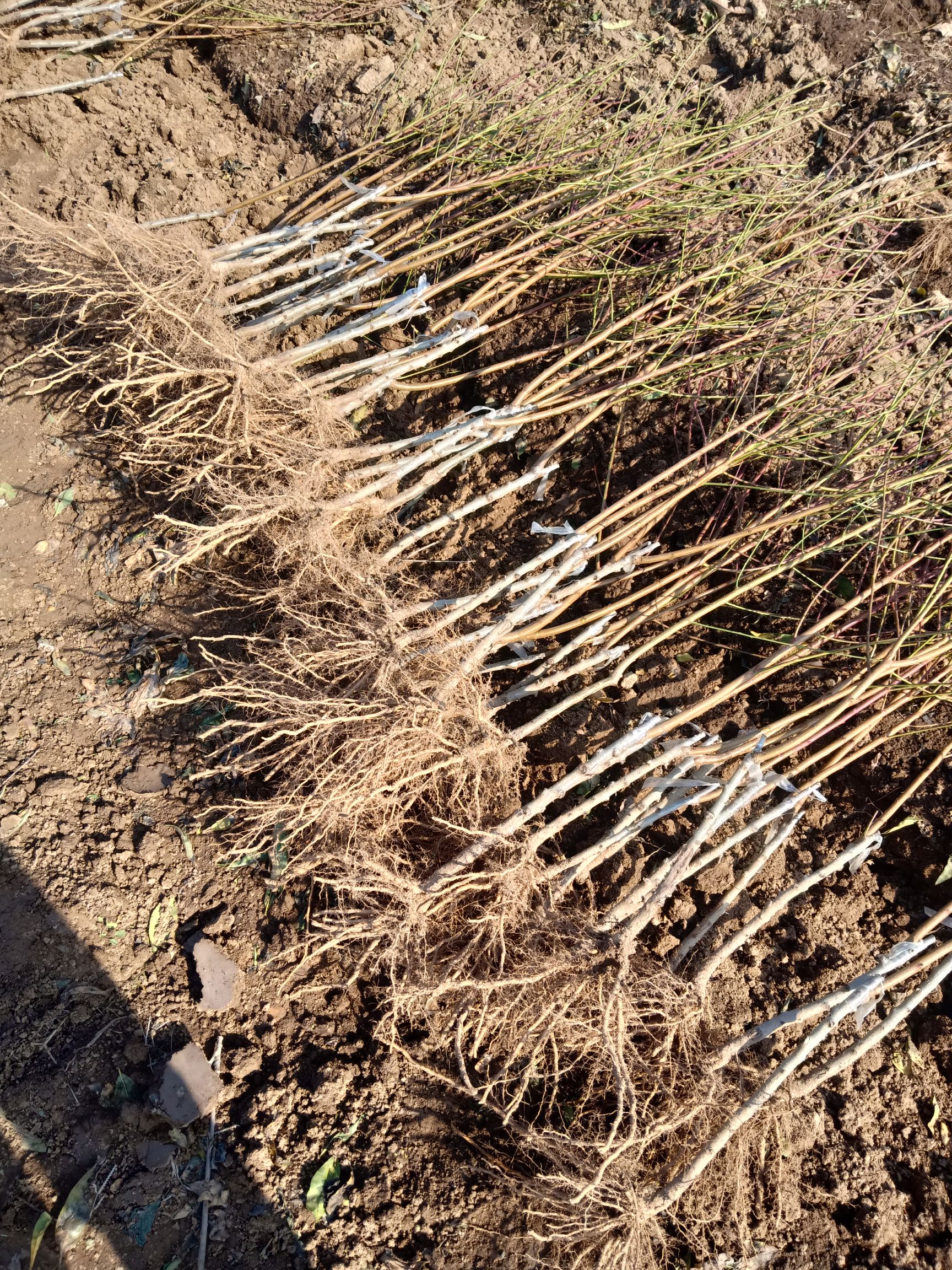 嫁接桃树苗 映霜红大冬桃 果色鲜艳 耐储存 糖分高 免费技术指导 包成活