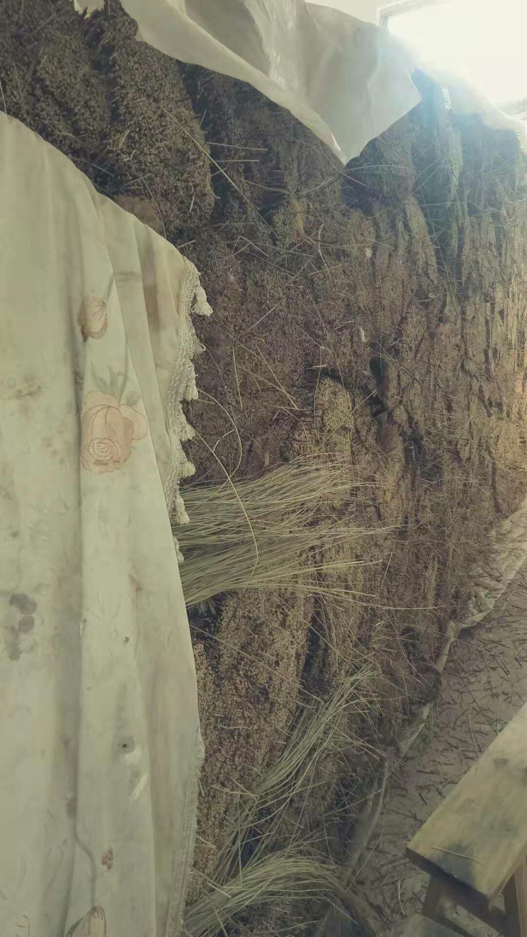  席草原料 灯芯草原料 水生植物 床垫草原料