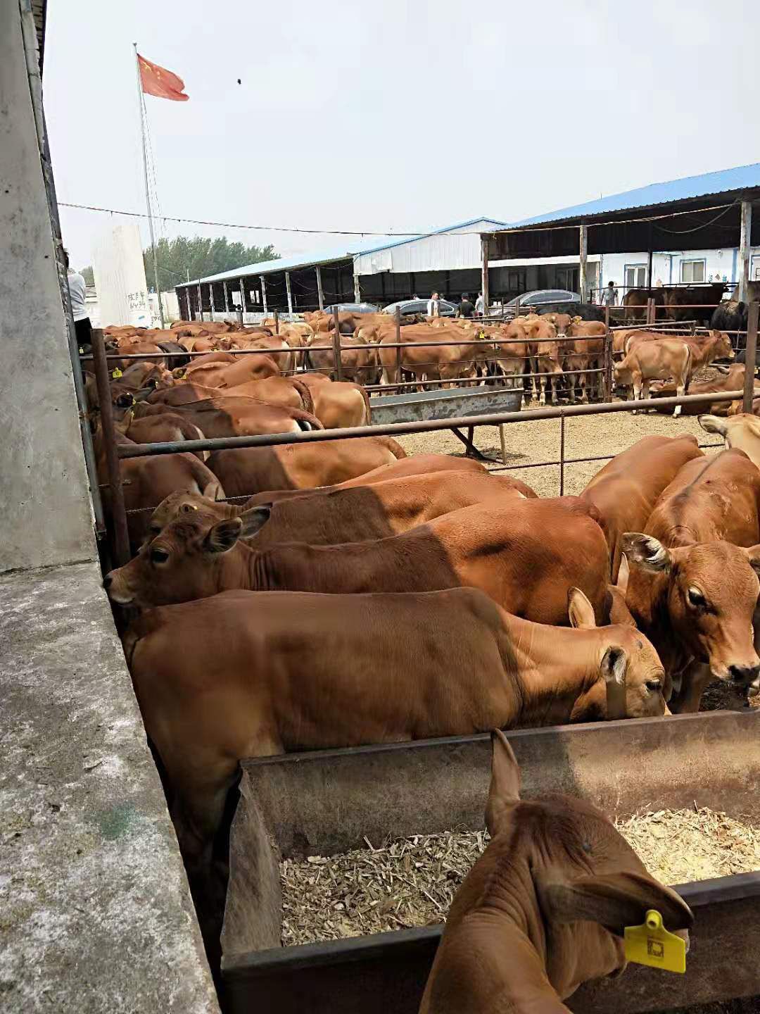 黄牛 200-300斤 统货