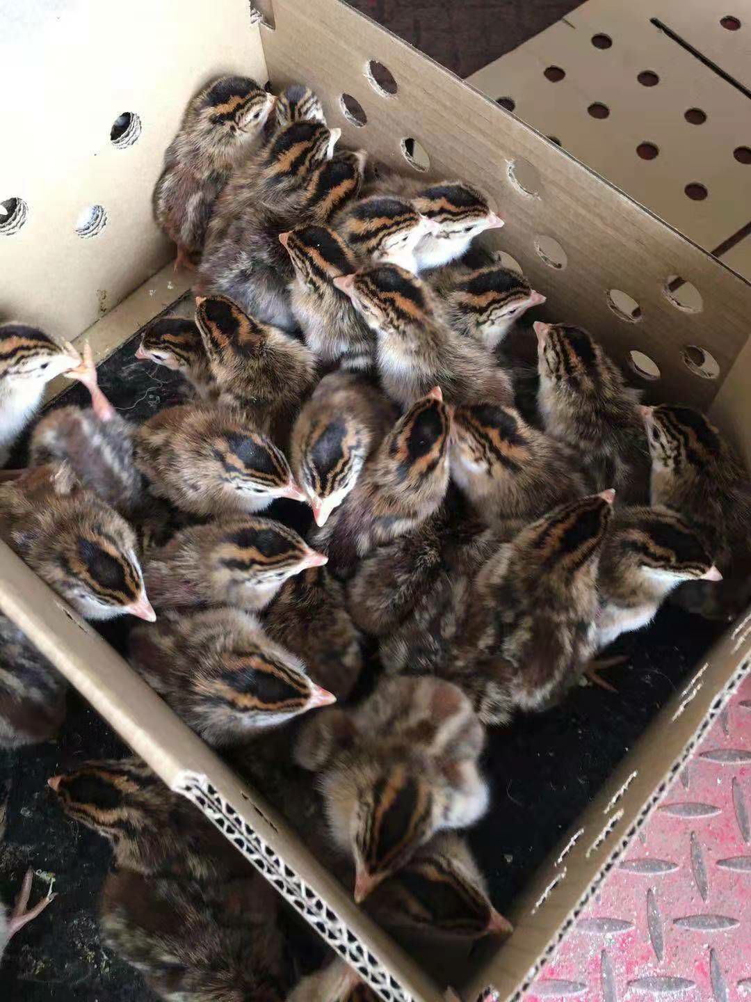  珍珠鸡苗