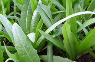  油麦菜种子批发包邮按斤卖