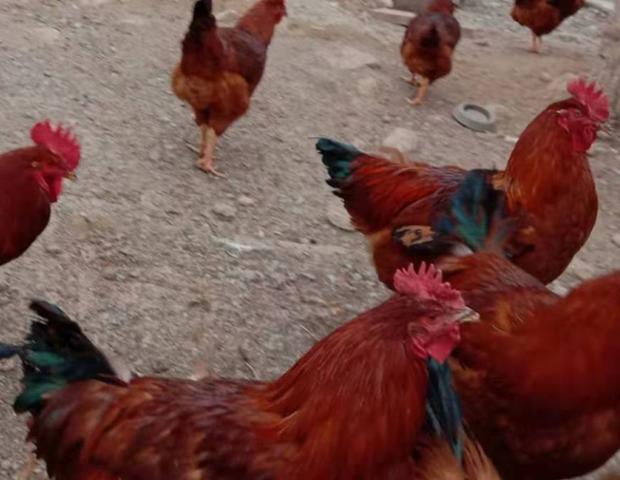 大红公鸡  九斤红鸡大量出售7个月