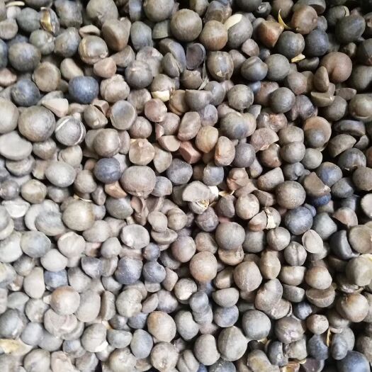隆回县野生山茶油 天然茶油