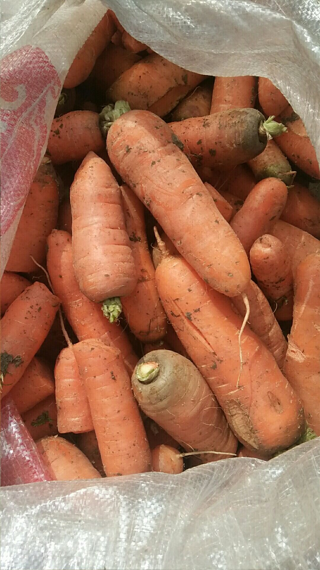 胡萝卜渣 大量供应次品胡萝卜。脱水蔬菜，腌菜牛羊猪饲料。