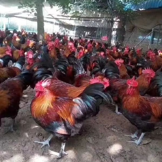 昆明阉鸡苗 土阉鸡