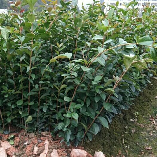 凤山县油茶苗