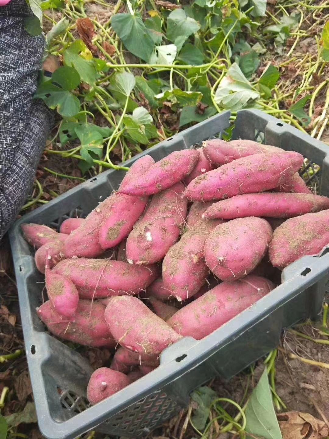 黄心红薯  产地海南桥头富硒地瓜    精品果  口感粉糯