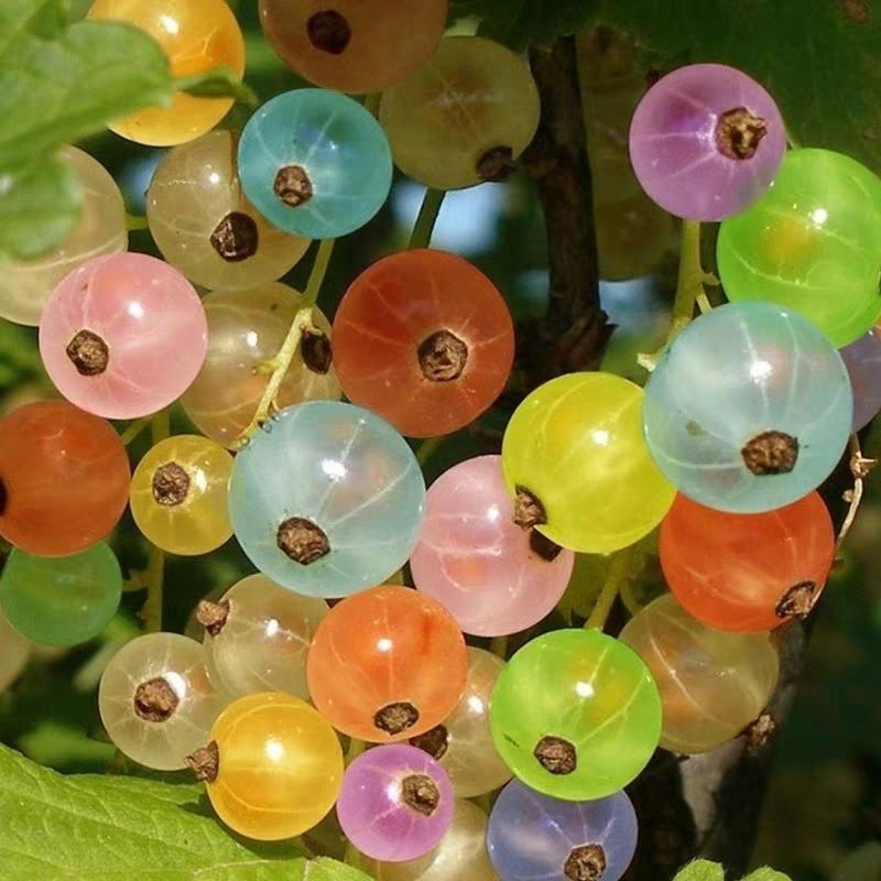 灯笼果苗！抗寒零下三十度！南北方种植当年结果