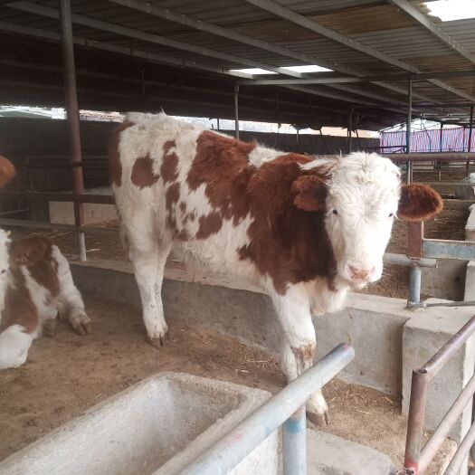 郓城县 西门塔尔牛 肉牛仔 小黄牛苗 肉牛犊  改良黄牛