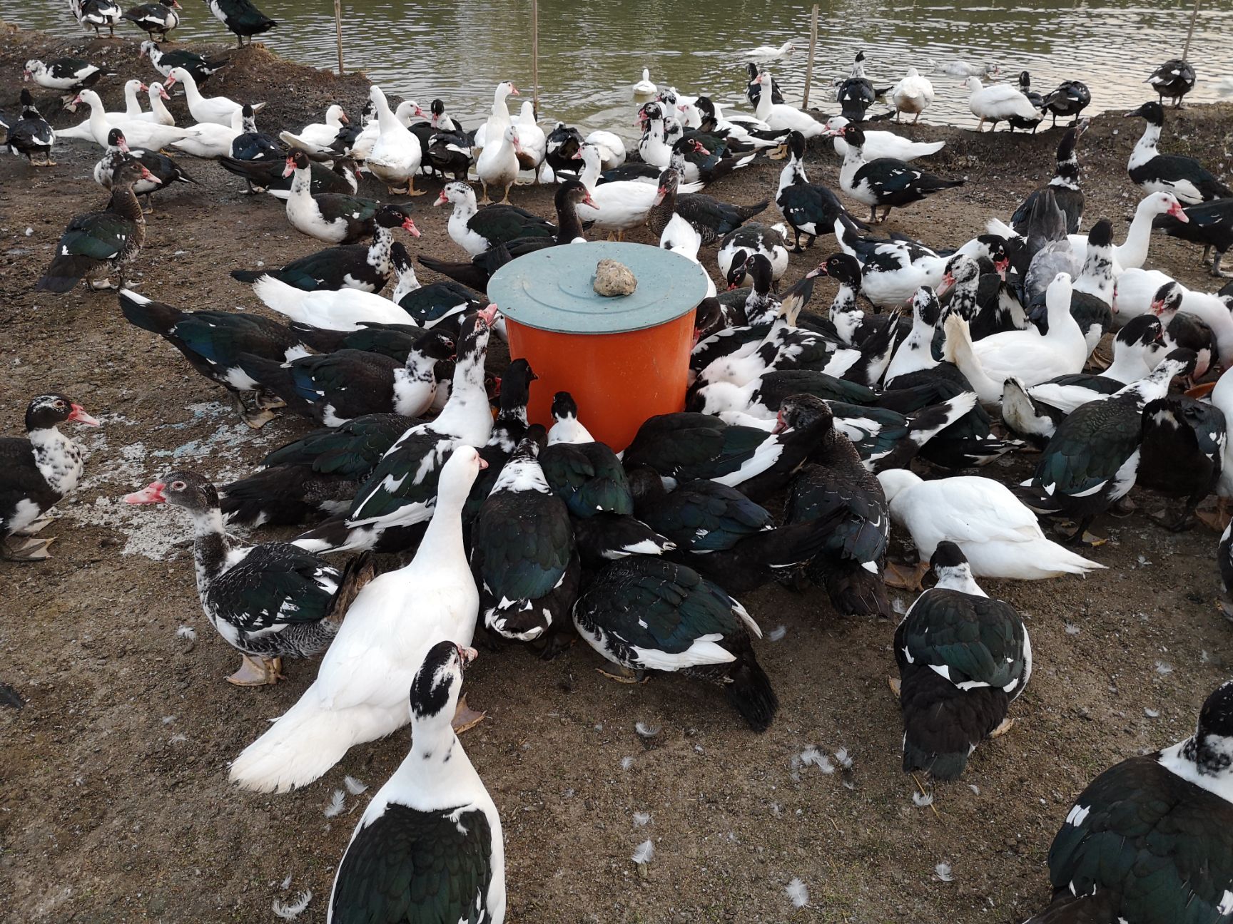  广西合浦优质放养番鸭