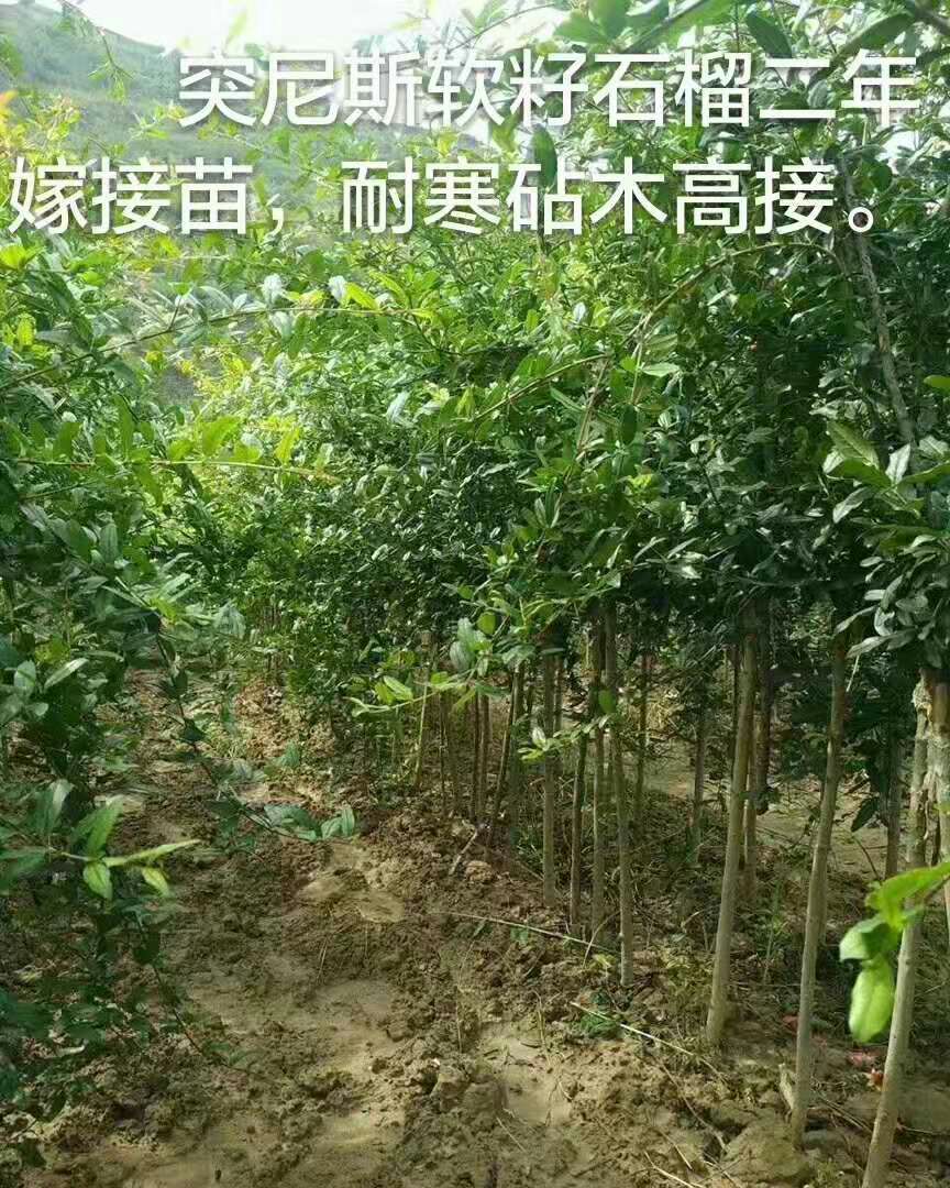  突尼斯软籽石榴树苗，软籽石榴苗，果子个头大，籽粒鲜红。