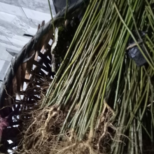 毛叶山桐子苗欢迎你实地看货，四川苍溪石马镇