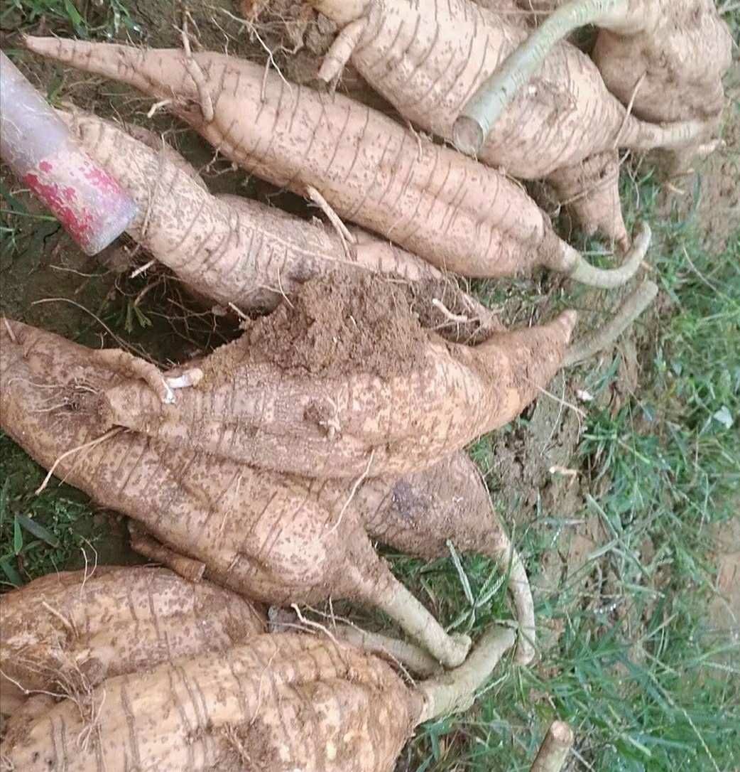 佛山高明合水粉葛甘甜粉嫩