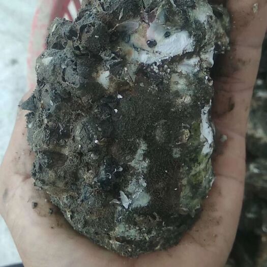 丽水 湛江蚝台山蚝珠海蚝批发零售
