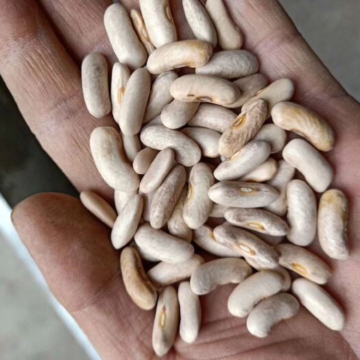 文水县地芸豆种子 红旗地豆