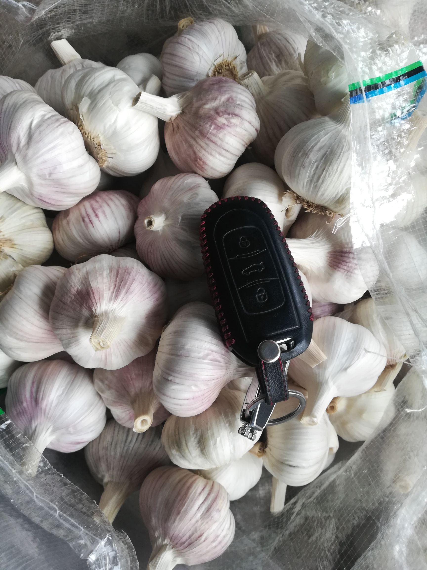 红皮蒜  太空大蒜5-6.5公分，原包，精加工，冷库储存