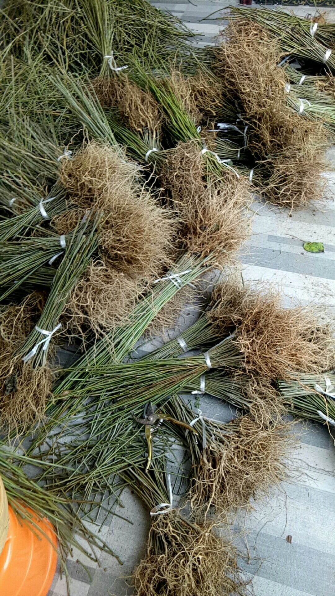 毛叶山桐子苗欢迎你实地看货，四川苍溪石马镇