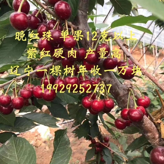 富平县晚红珠 最优大樱桃品种 大果脆甜