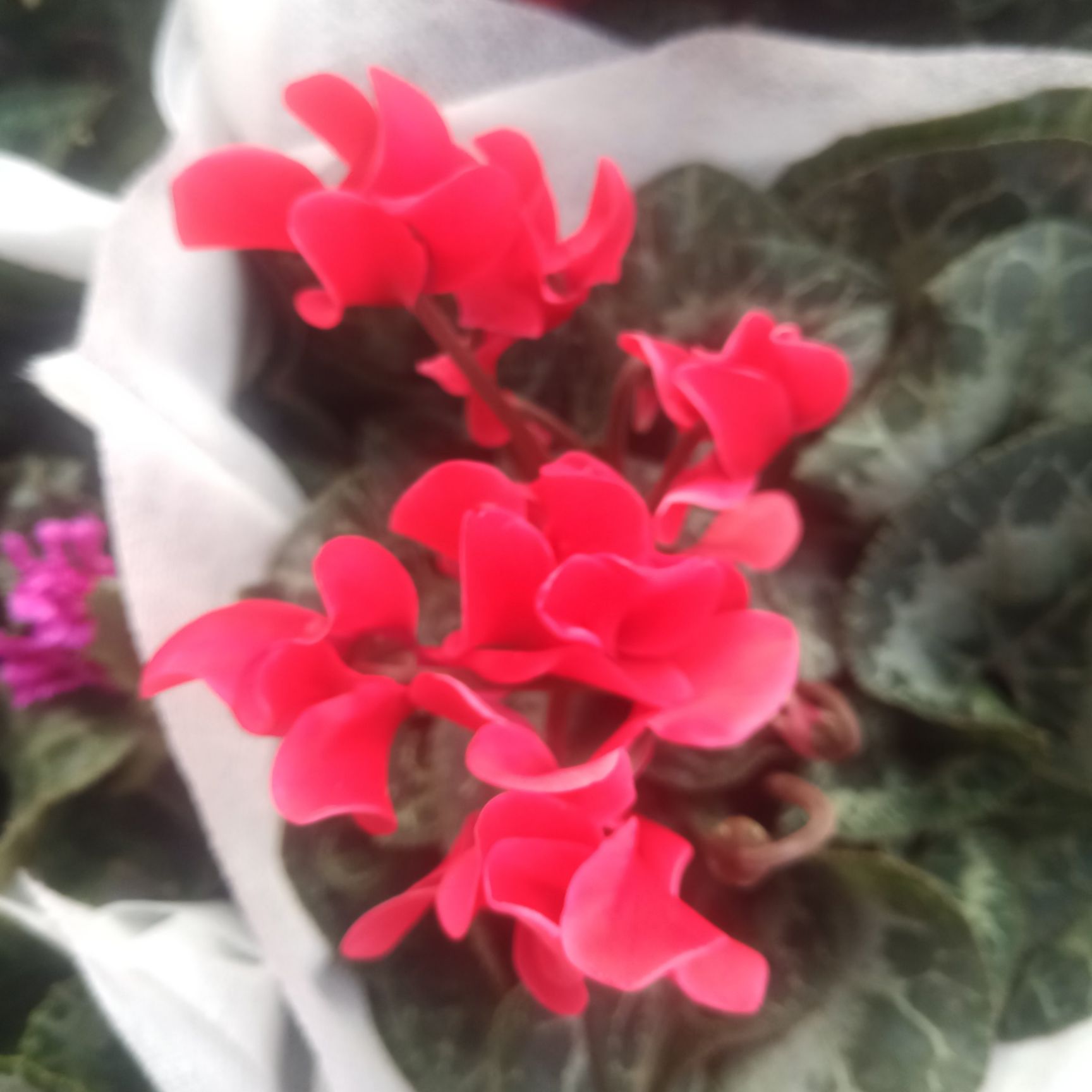  仙客来中花小花盆栽花卉，冬季开花植物盆栽