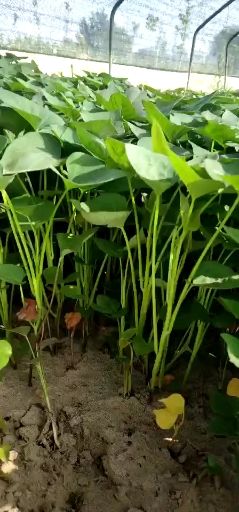 河北廊坊新鲜红薯苗基地直供适合种植的优质种苗