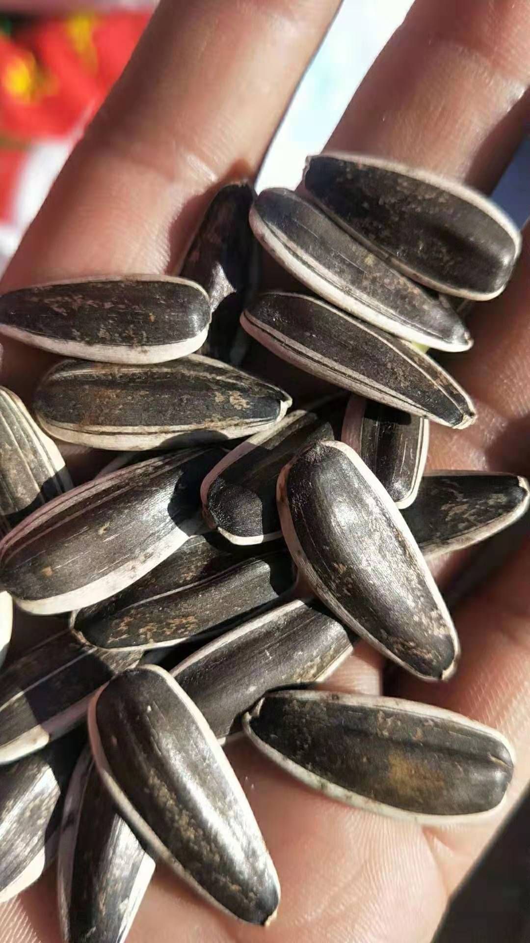 361葵瓜子  内蒙古巴彦淖尔市产地大颗粒瓜子，2020新货，农村直供